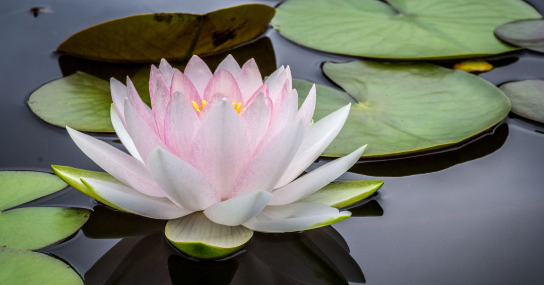 rose-zen rose zen